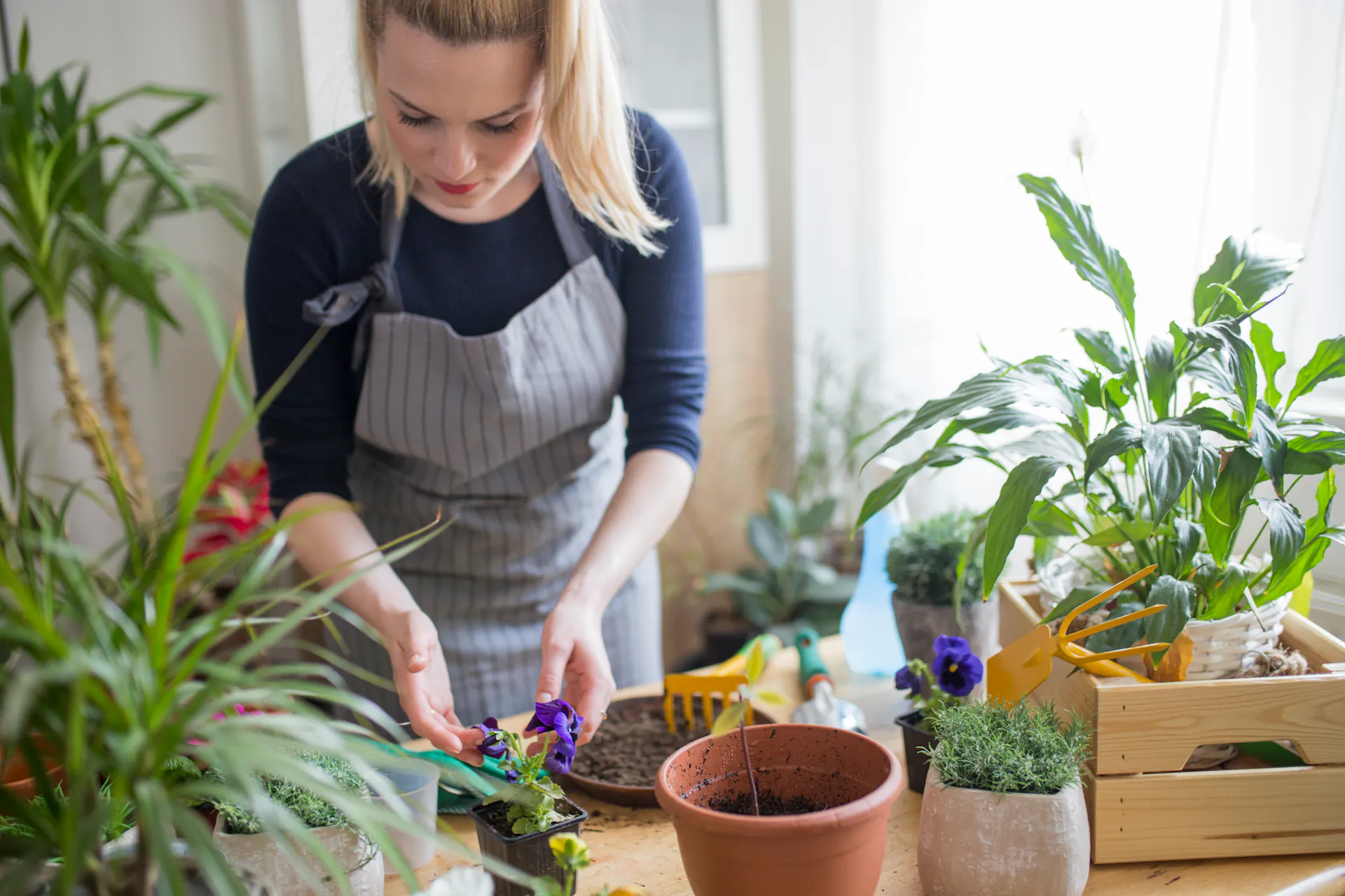Frau beim Umtopfen von Pflanzen und Blumen zur Start der Gartensaion.