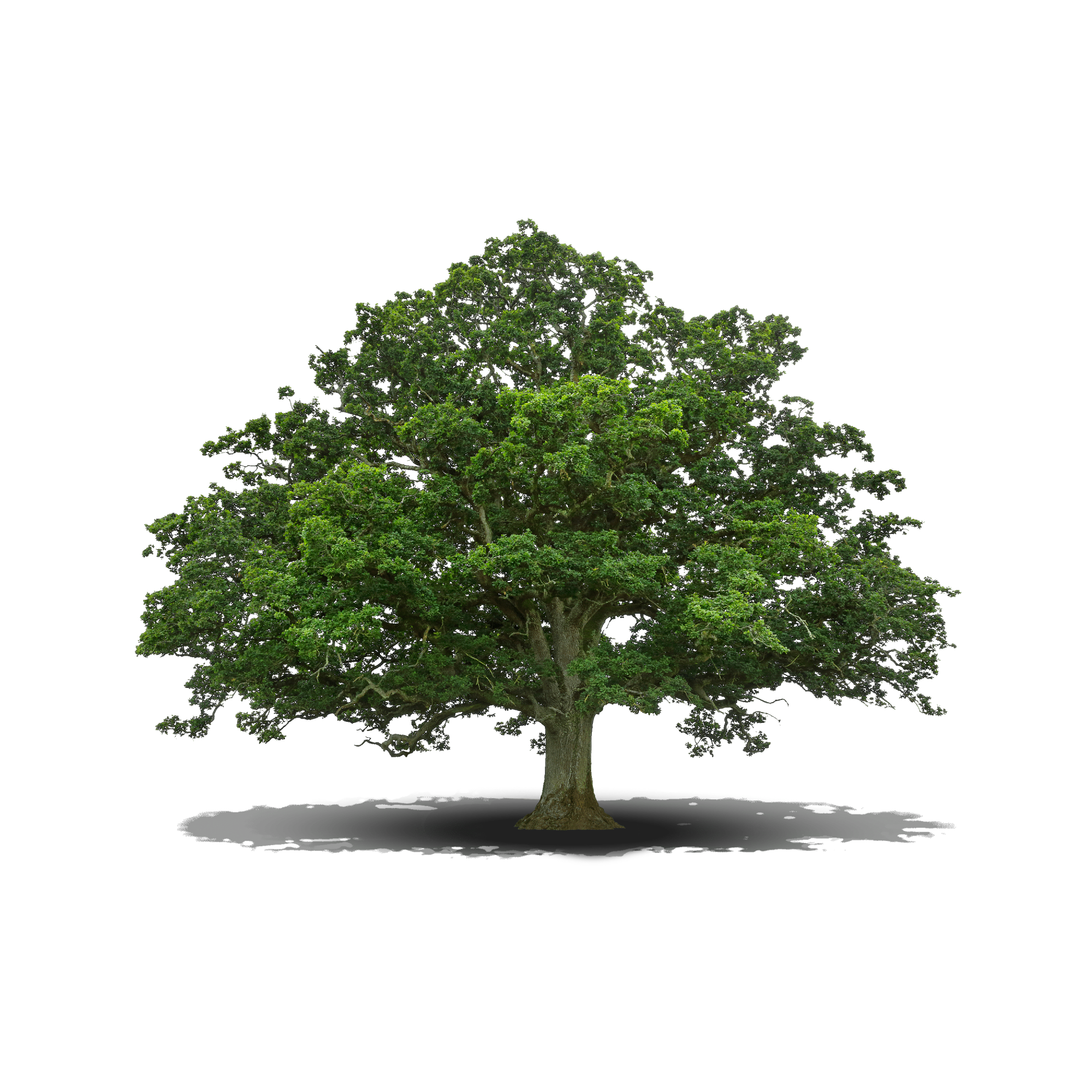 Ein prächtiger grüner Baum – symbolisch für die vorsorge99.